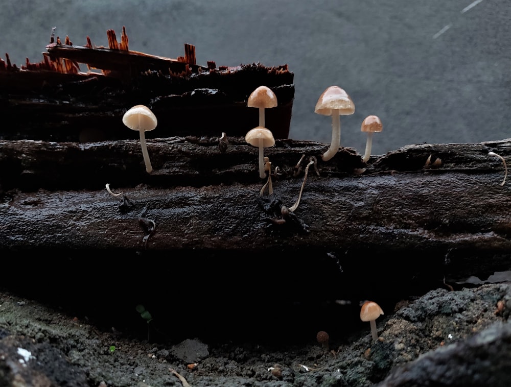 a group of mushrooms growing on a log