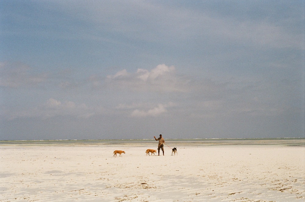 a man standing on top of a sandy beach next to two dogs
