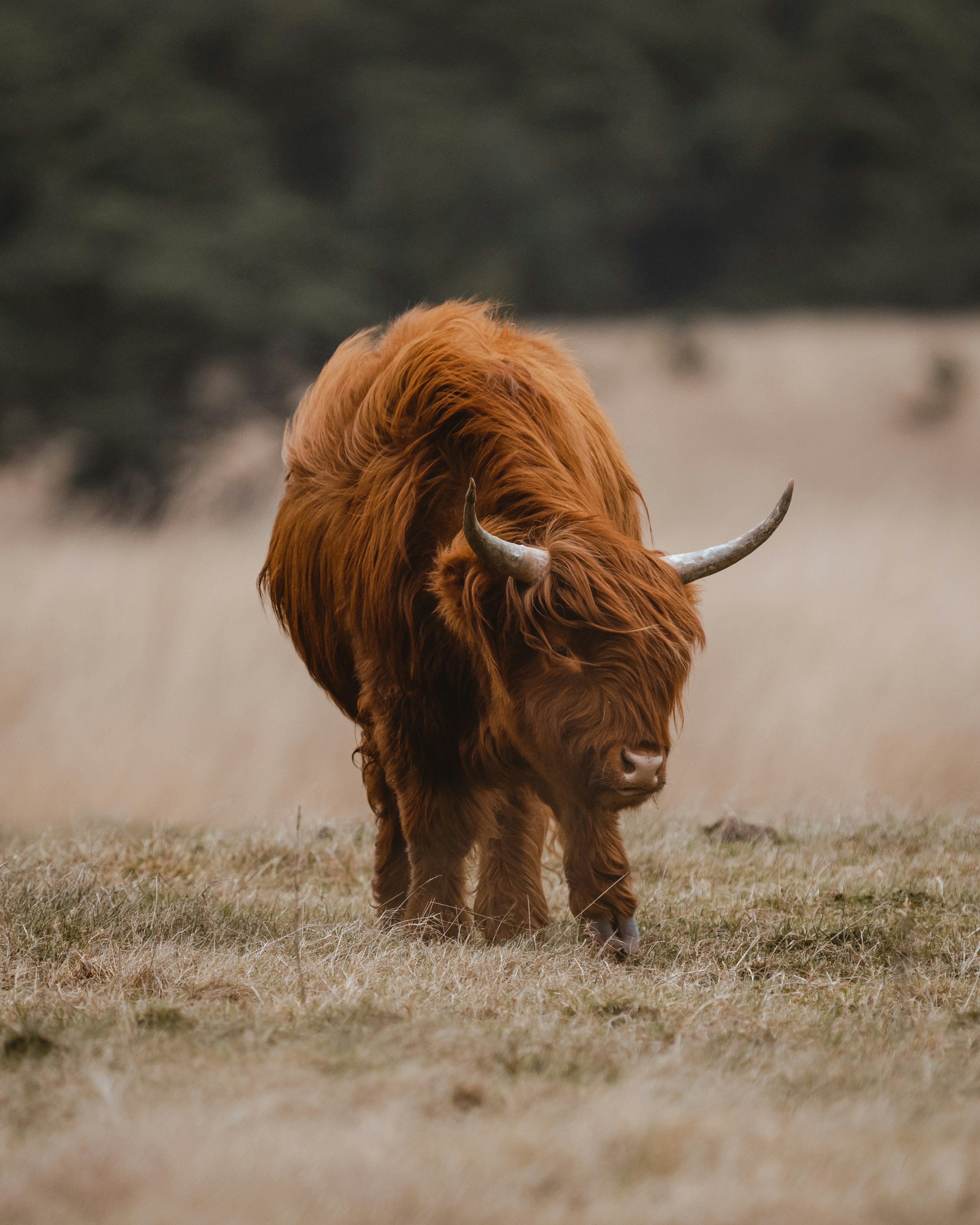 Brown long haired cattle standing in the wind