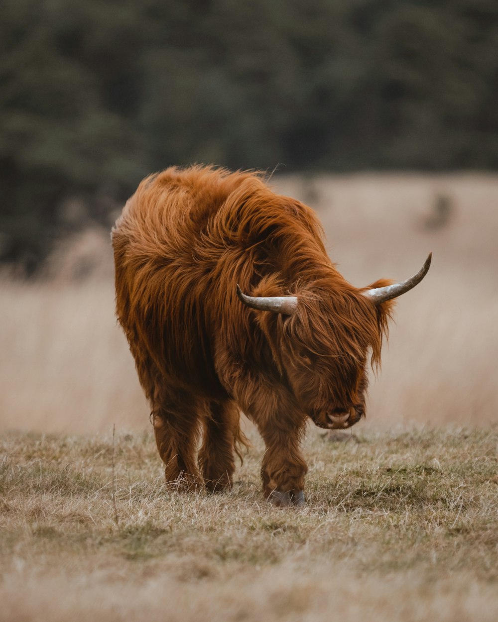 Un toro de pelo largo con cuernos caminando por un campo