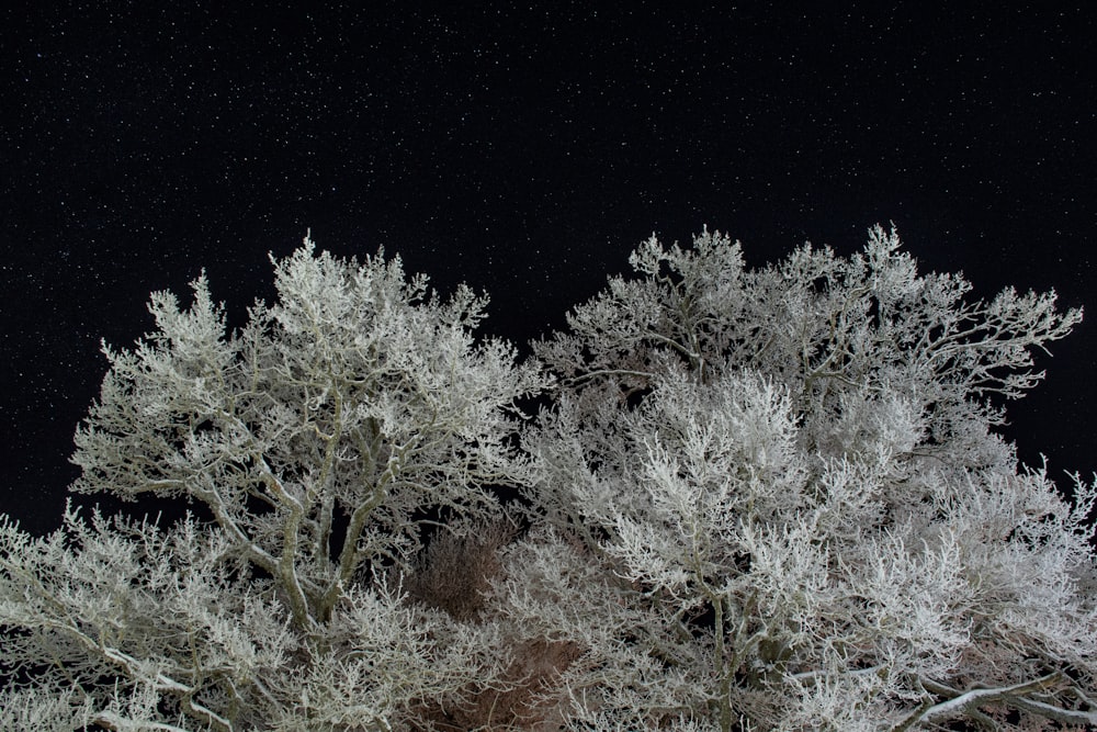 a tree covered in snow at night with stars in the sky