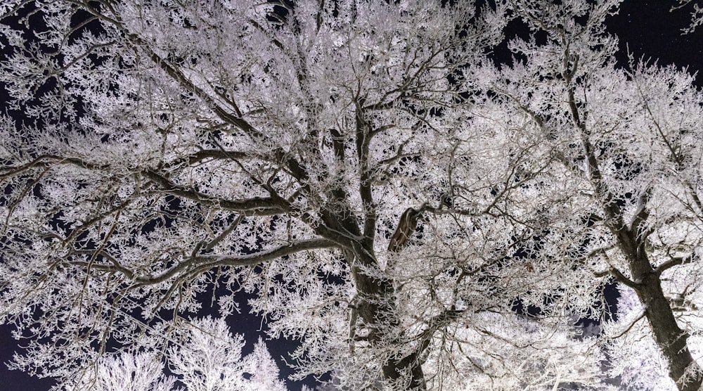 a tree covered in snow next to a street light