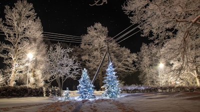 A festive winter scene with snow-covered trees and twinkling lights.
