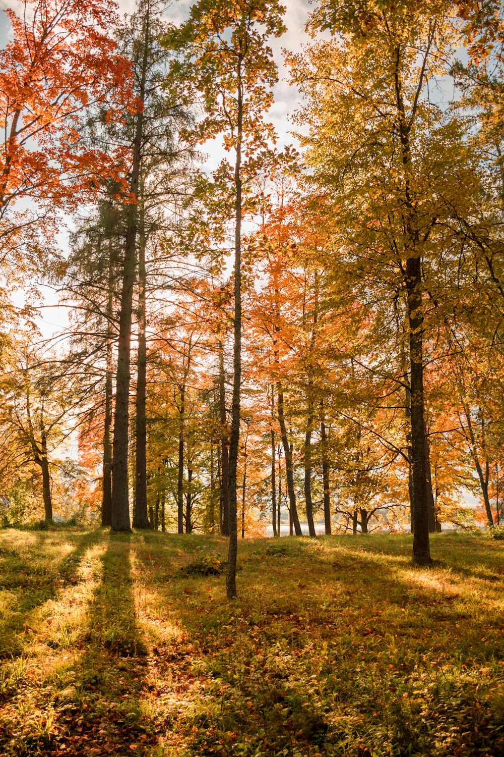 a forest filled with lots of trees covered in leaves