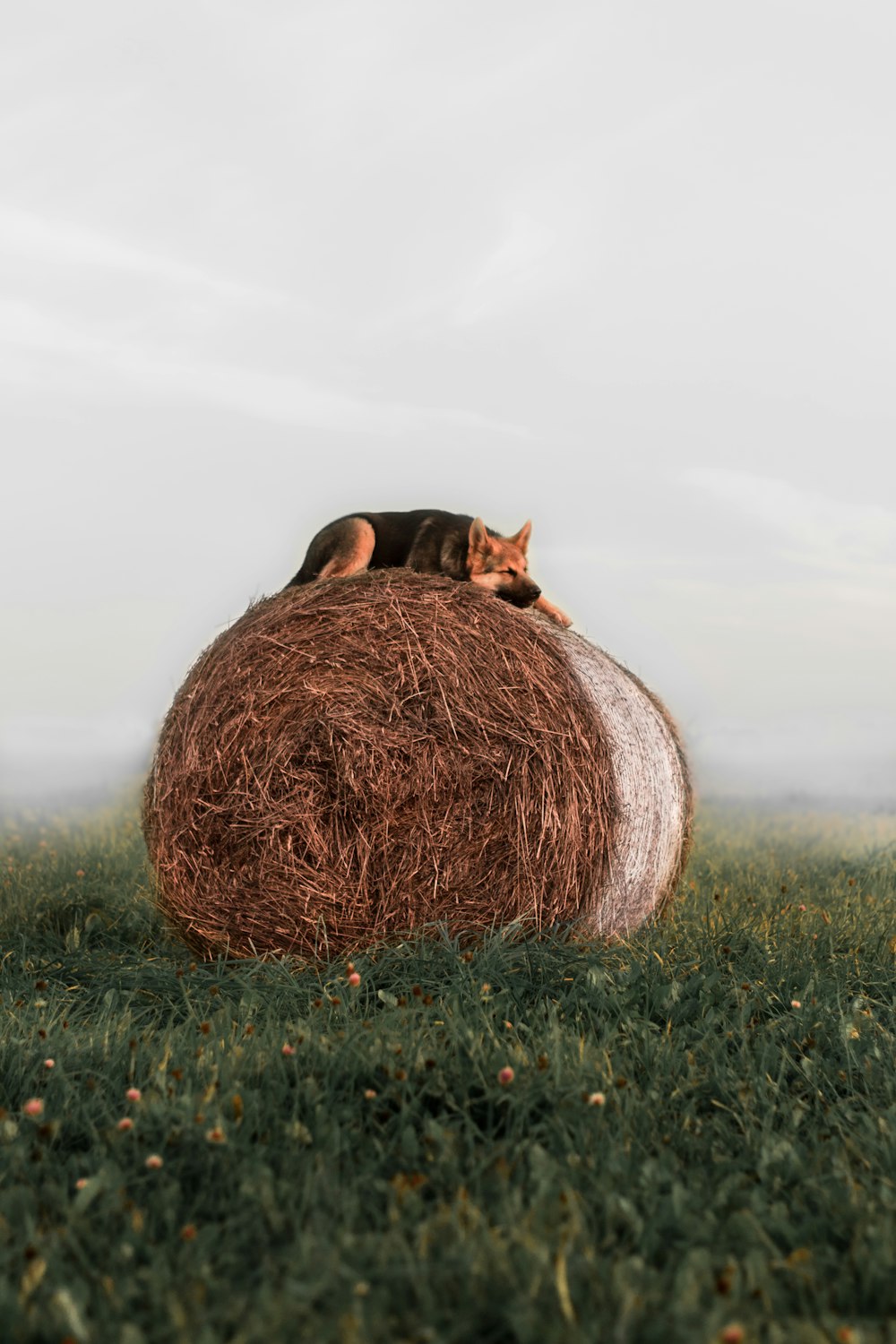 a cat laying on top of a hay ball in a field