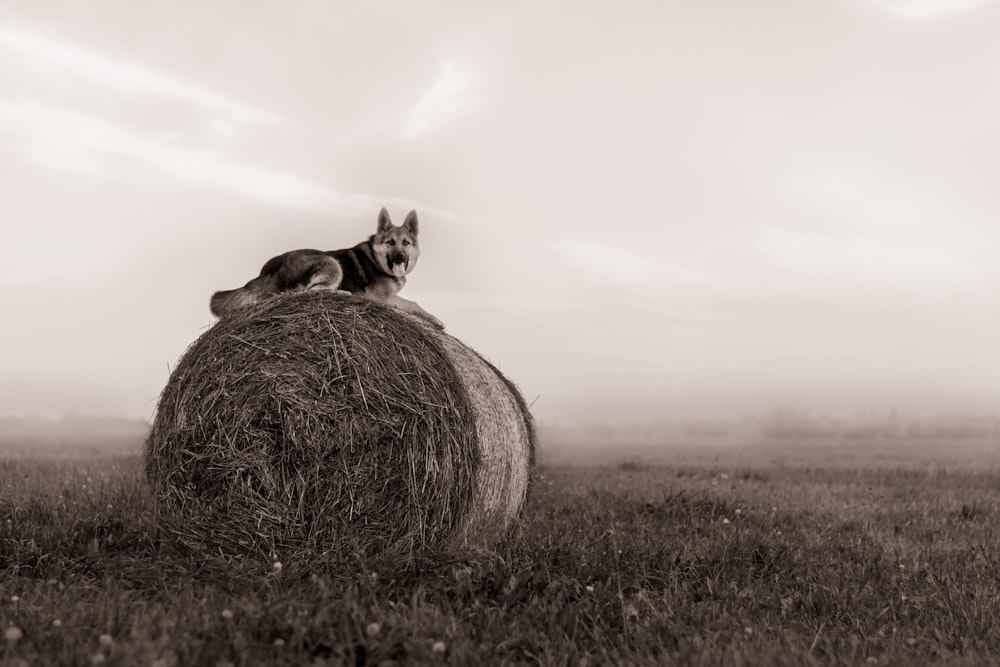 a dog sitting on top of a bale of hay