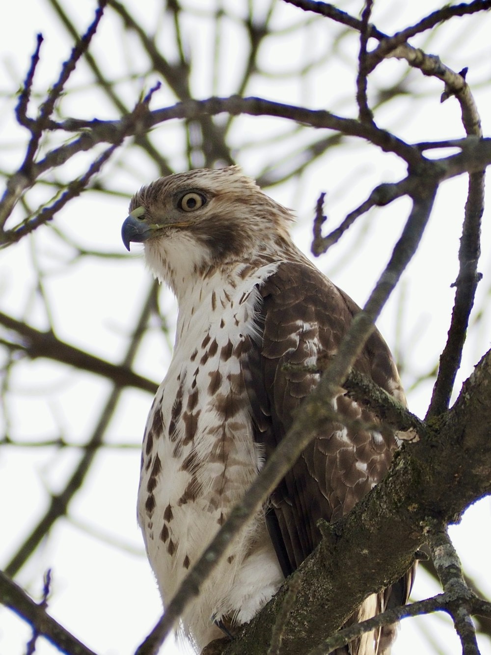 a brown and white bird sitting on top of a tree branch