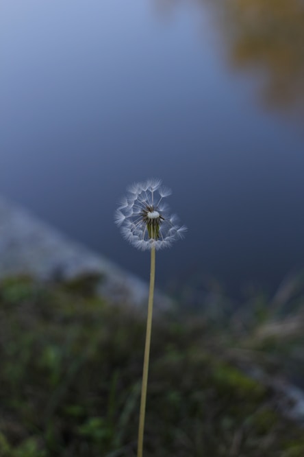 a single dandelion sitting in front of a body of water