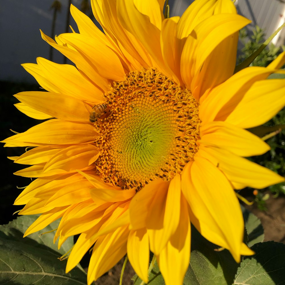 a large yellow sunflower in a garden