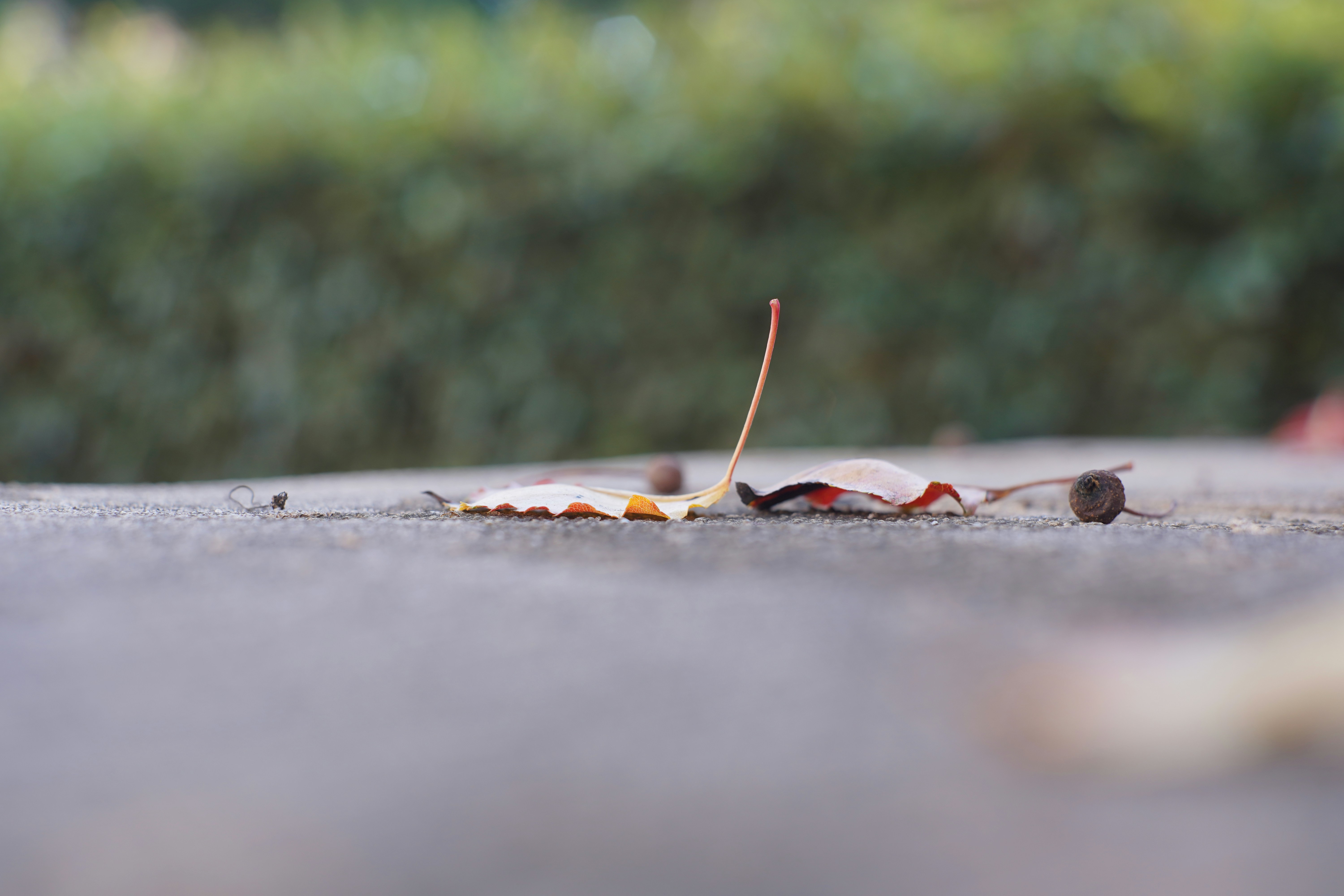 Photo by cerberus44233