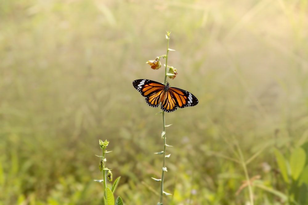 a butterfly sitting on top of a green plant