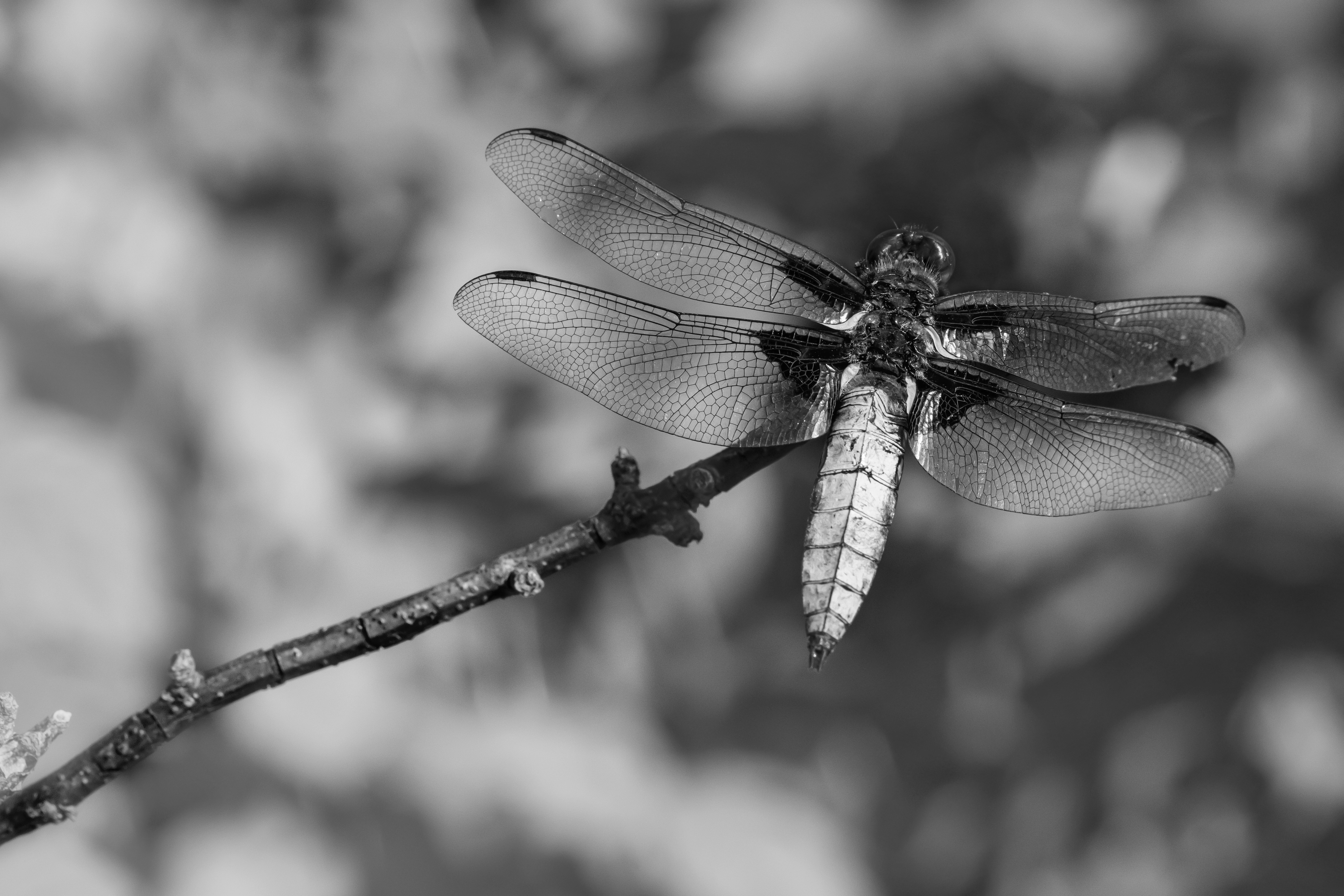 Passionate photographers have captured the most gorgeous animals in the world in their natural habitats and shared them with Unsplash. Now you can use these photos however you wish, for free!