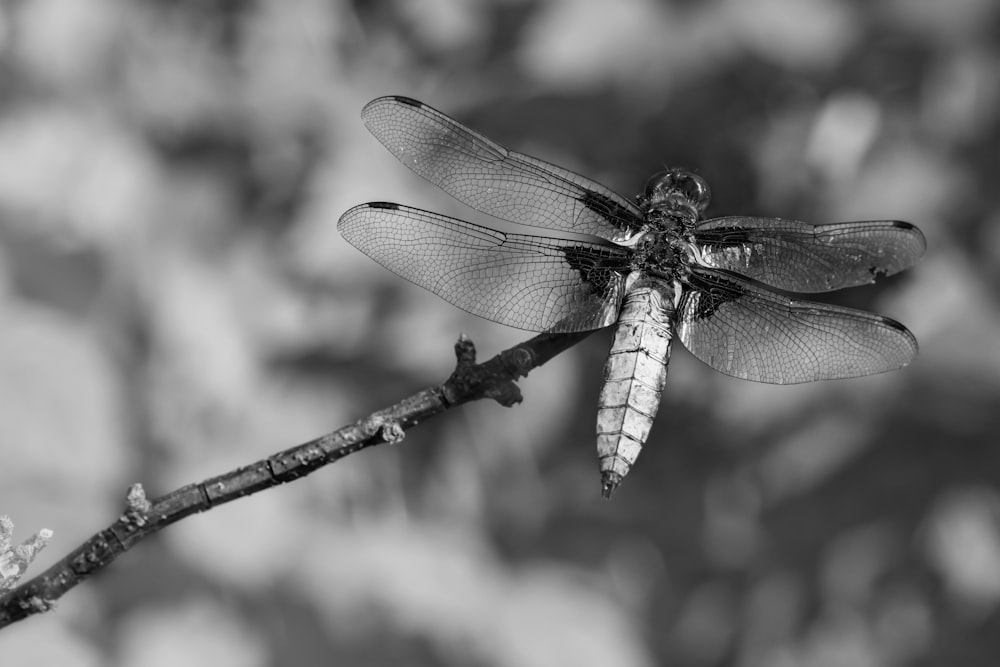 a black and white photo of a dragonfly on a branch