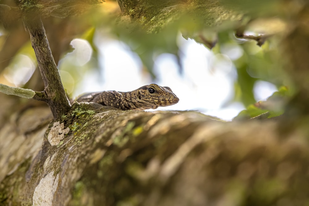 a close up of a lizard on a tree branch