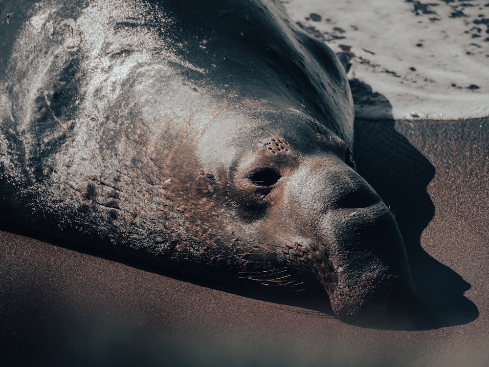 a close up of a sea lion laying on a beach