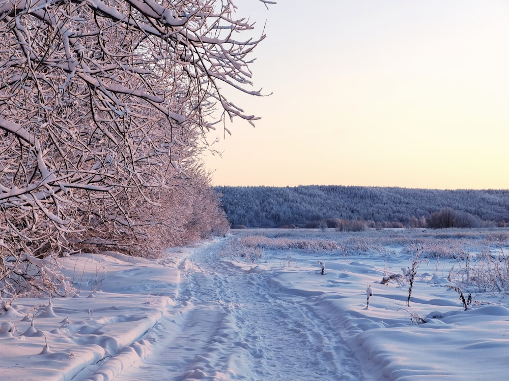 a snow covered path leading to a forest