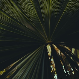A close-up view of a palm leaf with intricate patterns of lines radiating from a central point. The lighting creates a dramatic contrast between the dark and light green shades.