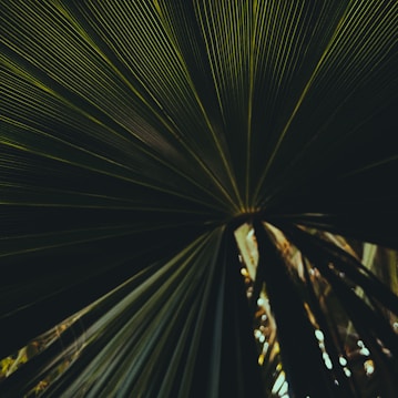 A close-up view of a palm leaf with intricate patterns of lines radiating from a central point. The lighting creates a dramatic contrast between the dark and light green shades.