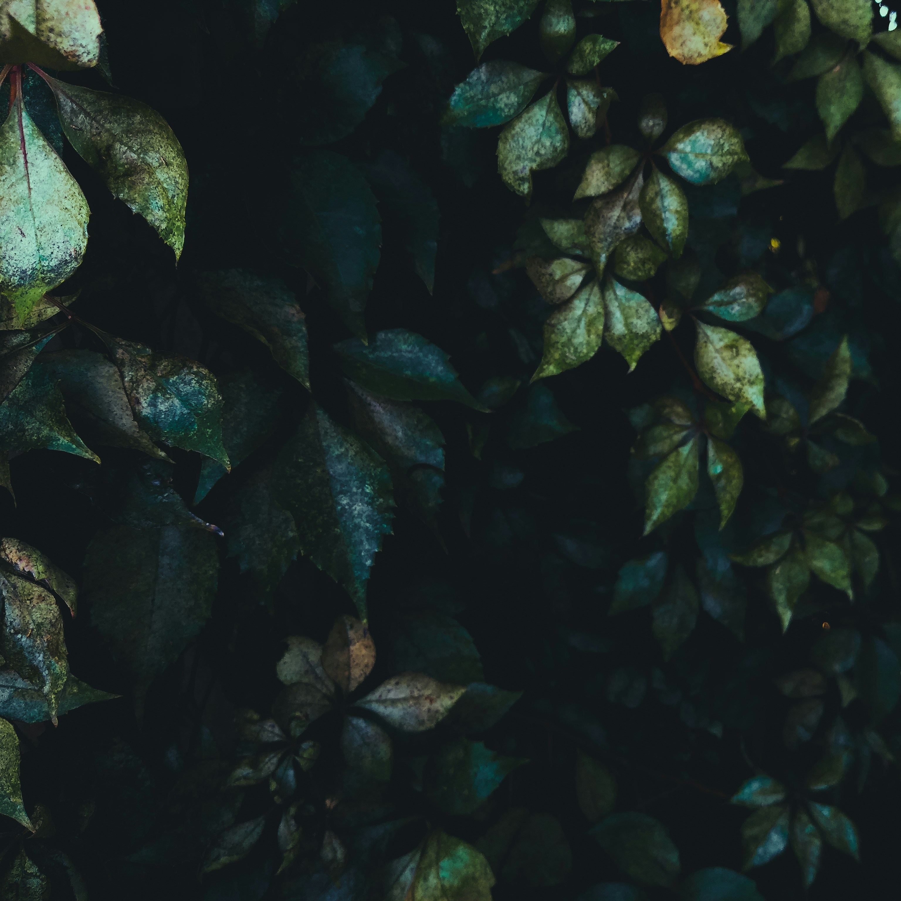 Photo by dannycastro