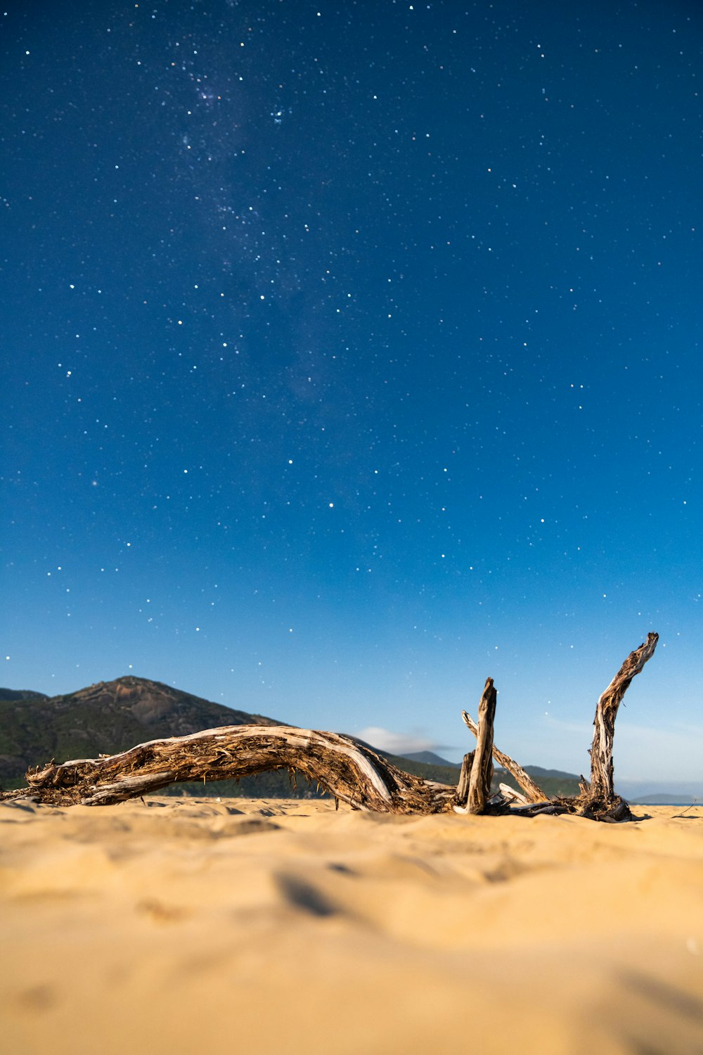 a dead tree in the middle of a desert