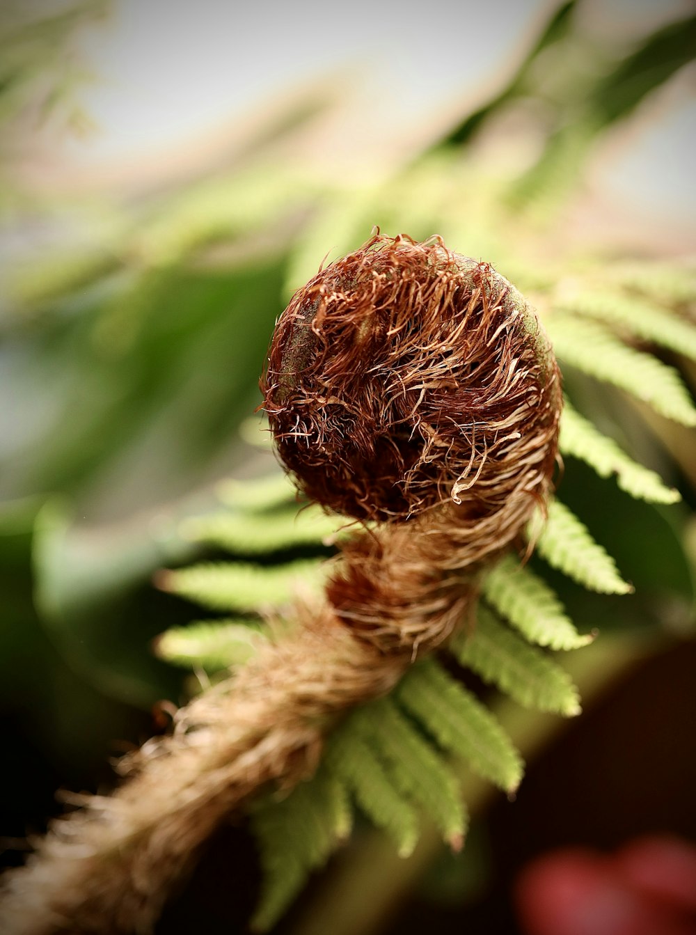 a close up of a plant with leaves