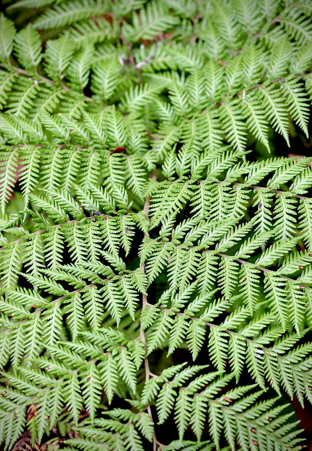 a close up of a green plant with lots of leaves