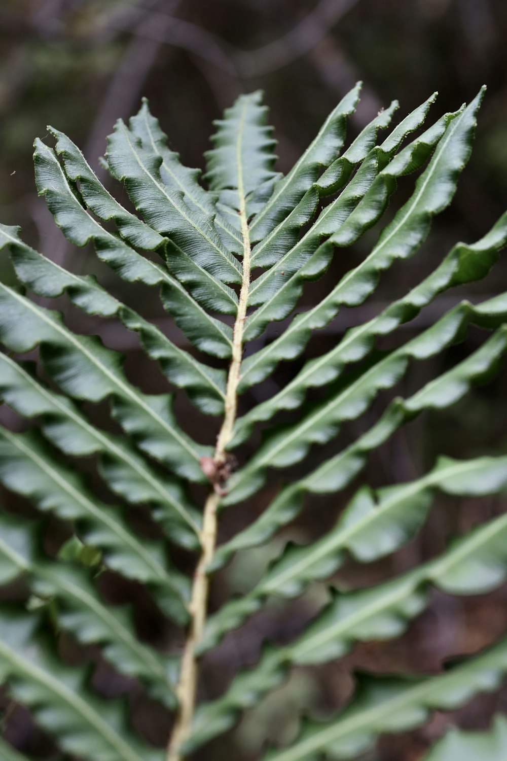 a close up of a green leaf on a tree