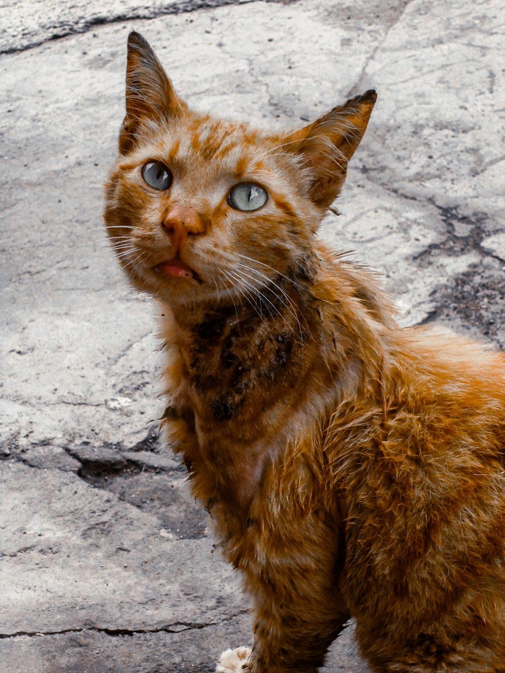 a close up of a cat with a surprised look on its face