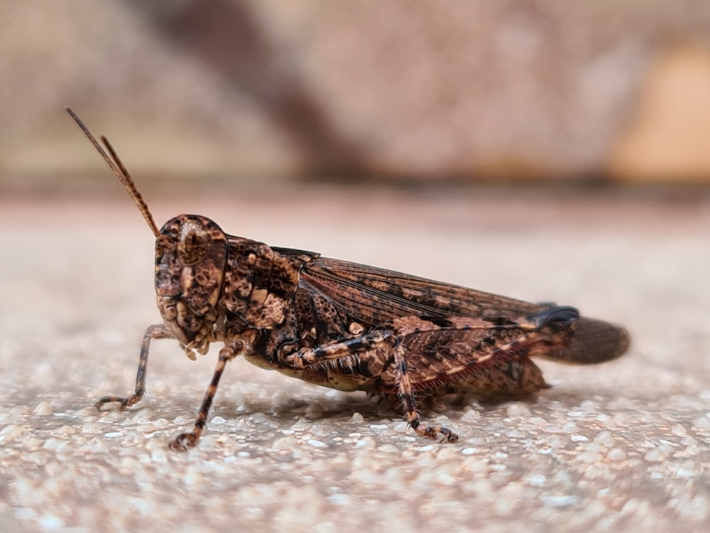 a close up of a bug on the ground