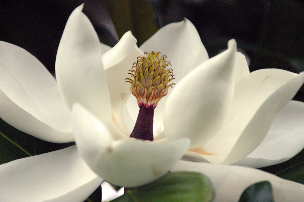 a close up of a white flower with green leaves