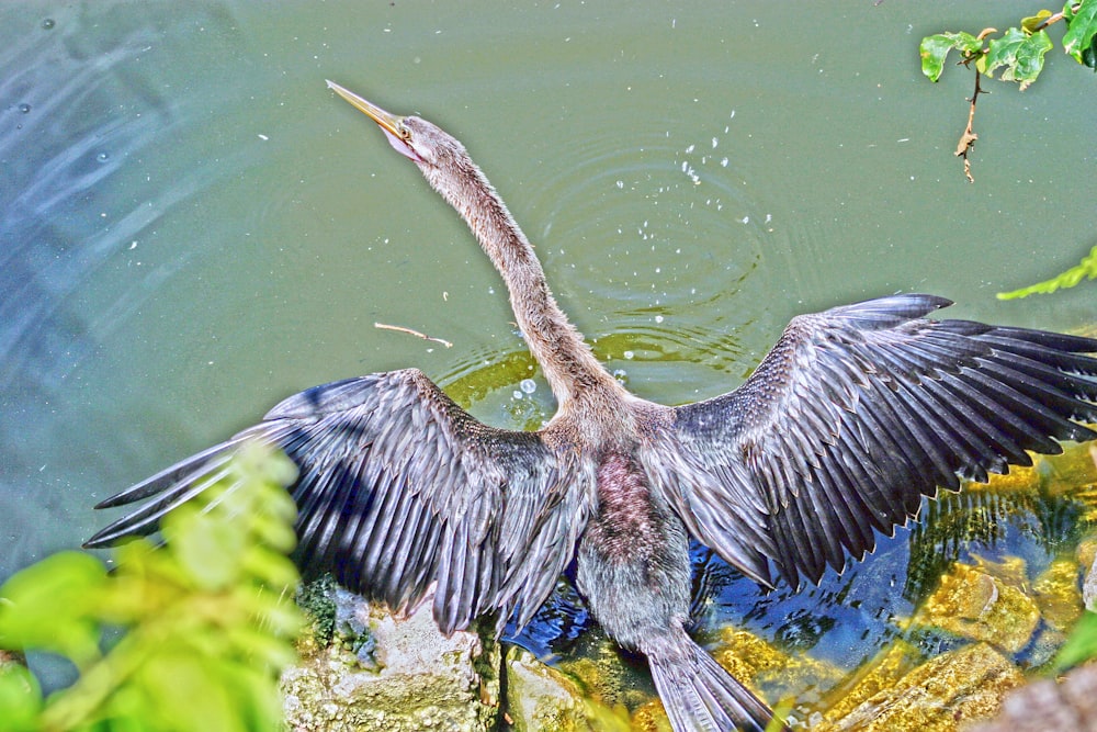 a large bird with it's wings spread out in the water