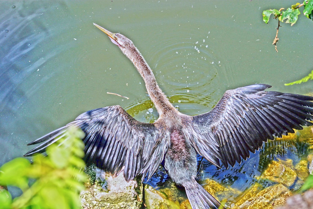날개를 가진 큰 새가 물 속에 펼쳐져 있습니다.