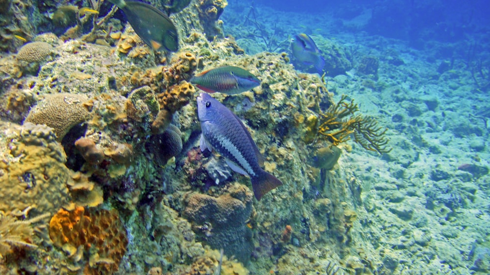 a group of fish swimming on top of a coral reef