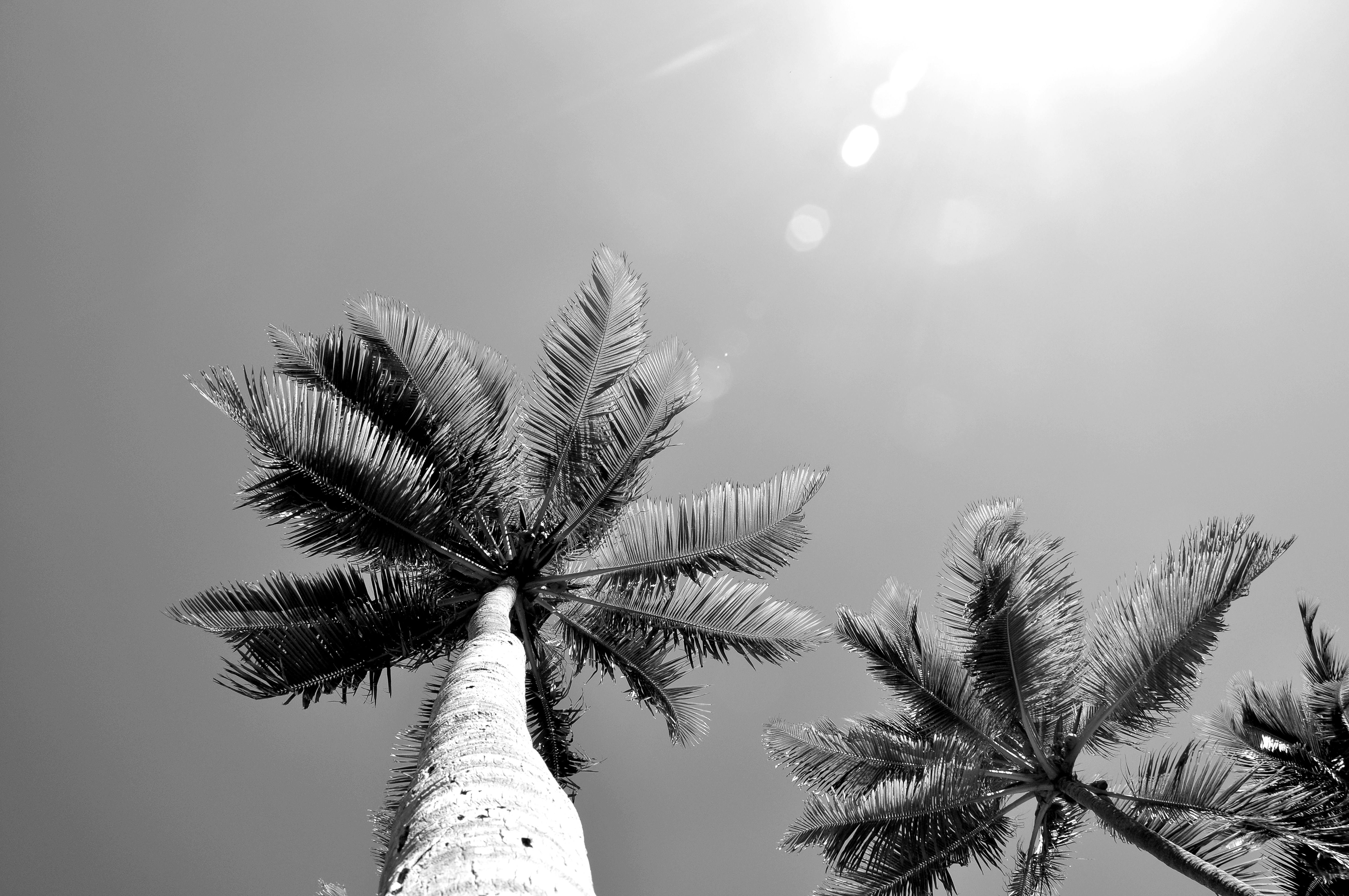 Looking up at palms trees and sky in black and white.