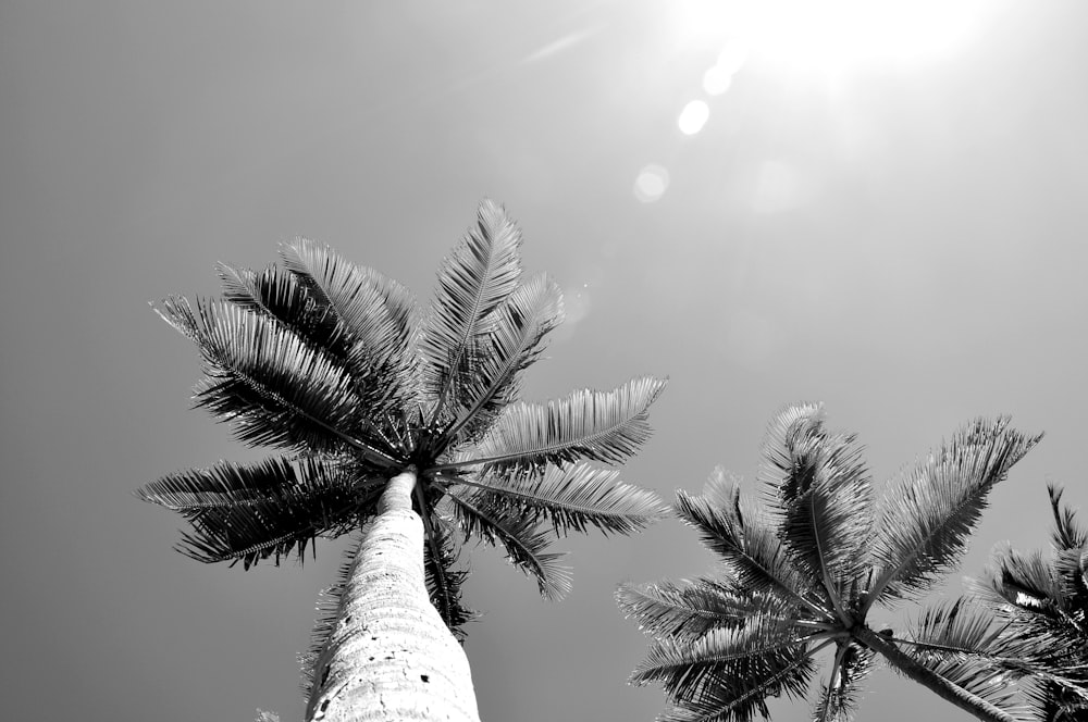 a black and white photo of a palm tree