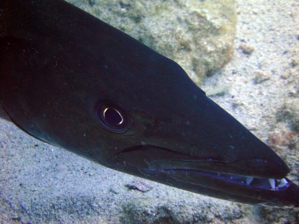 a close up of a black fish on a body of water