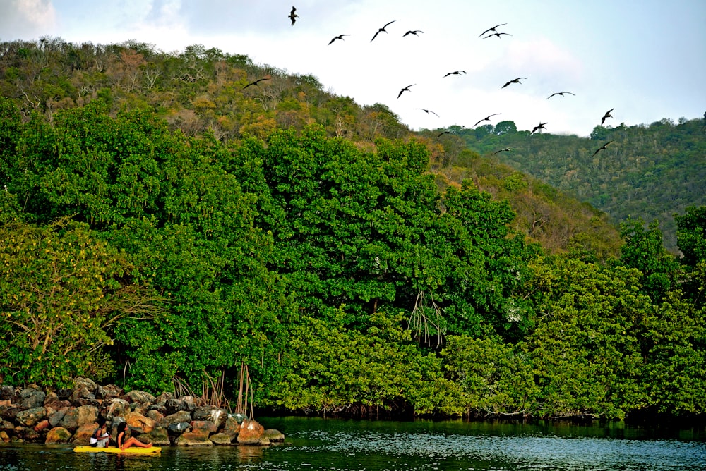 a group of birds flying over a body of water