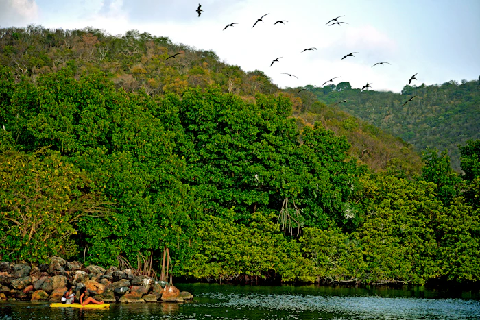 Mangrove Kayaking photo 3