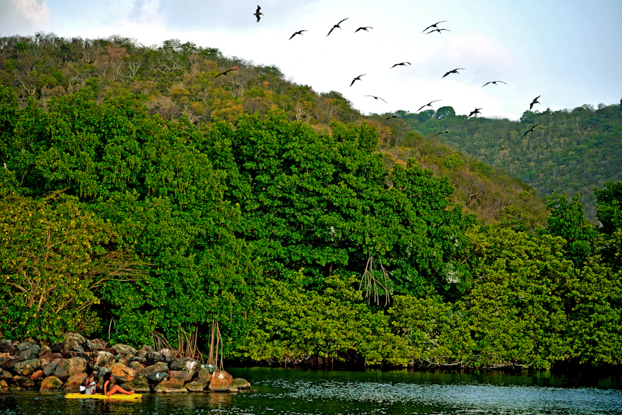 Mangrove channels