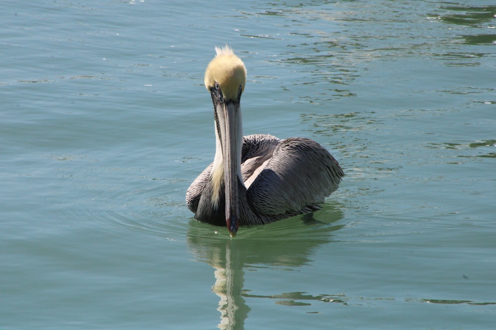 um pelicano flutuando na água com a cabeça acima da água