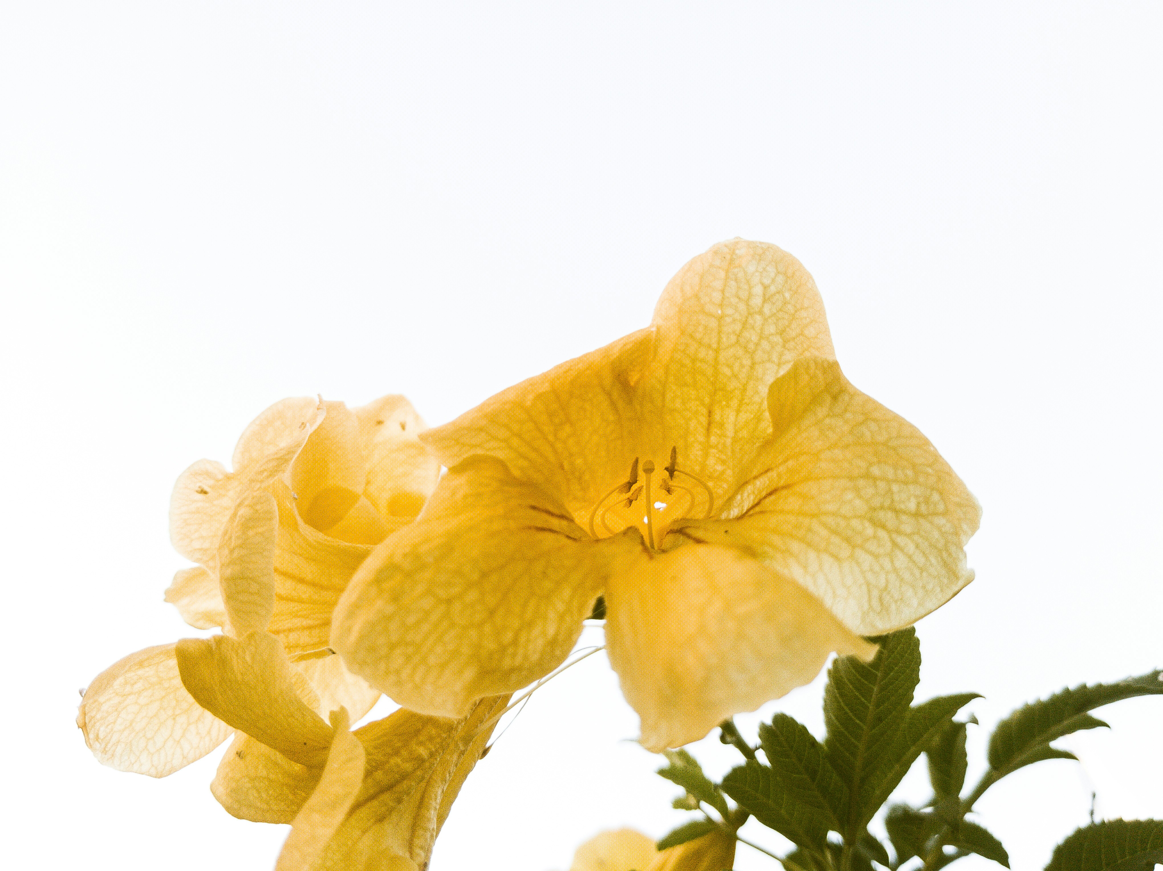 Yellow flower with sky background