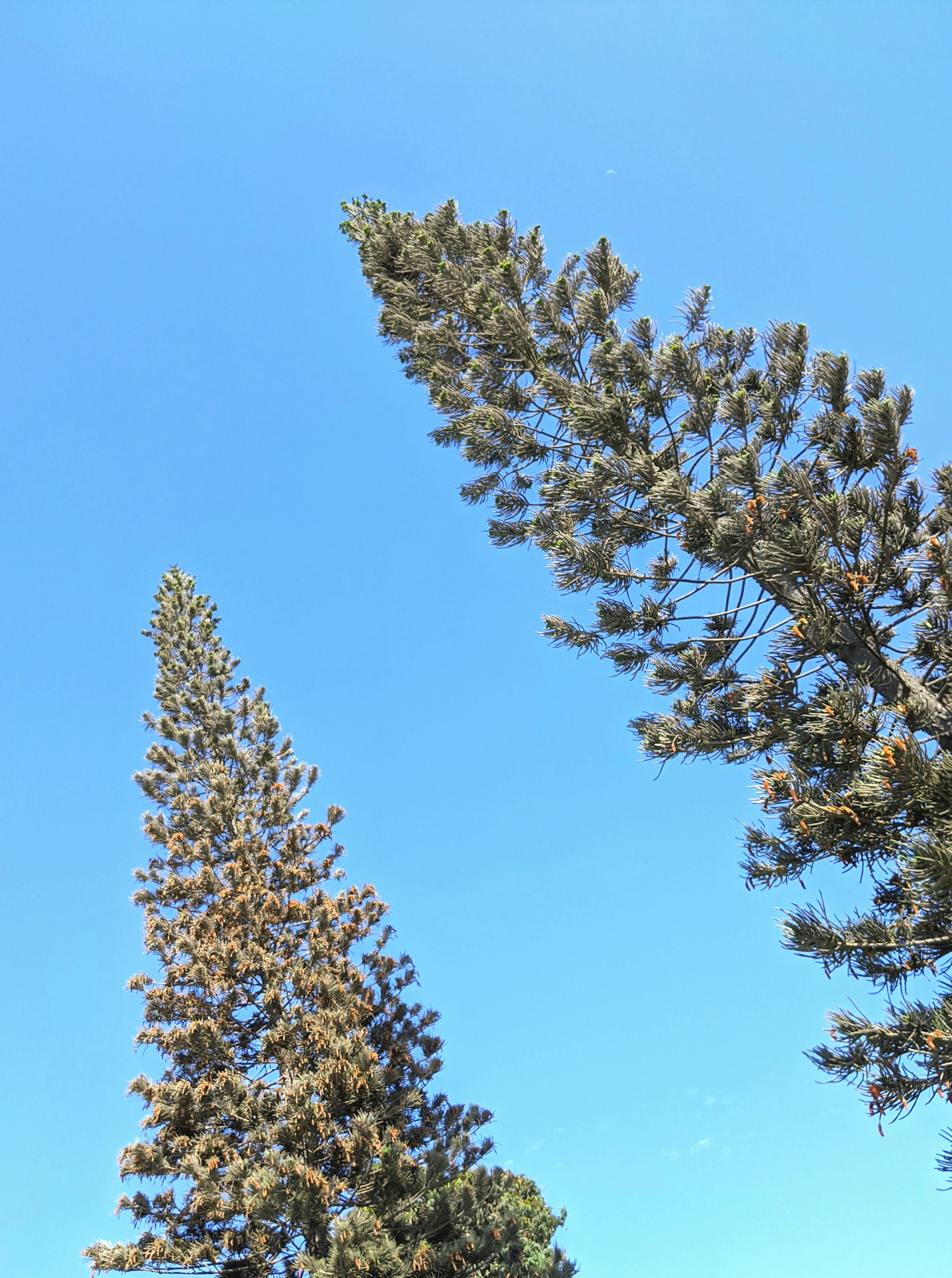 Photo by johnymalecon