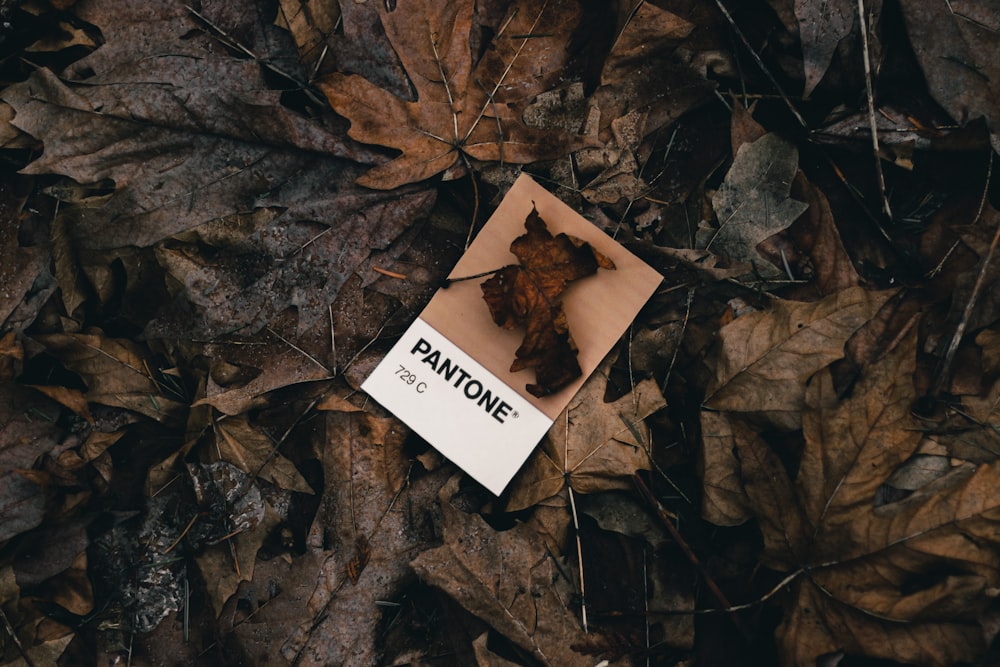 a piece of paper with the word bannone on it laying on leaves