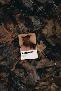 A Pantone card labeled 729 C is placed on a bed of dry autumn leaves. The leaves vary in shades of brown, indicating they are dry and have fallen from trees, covering the ground with a rustic texture.
