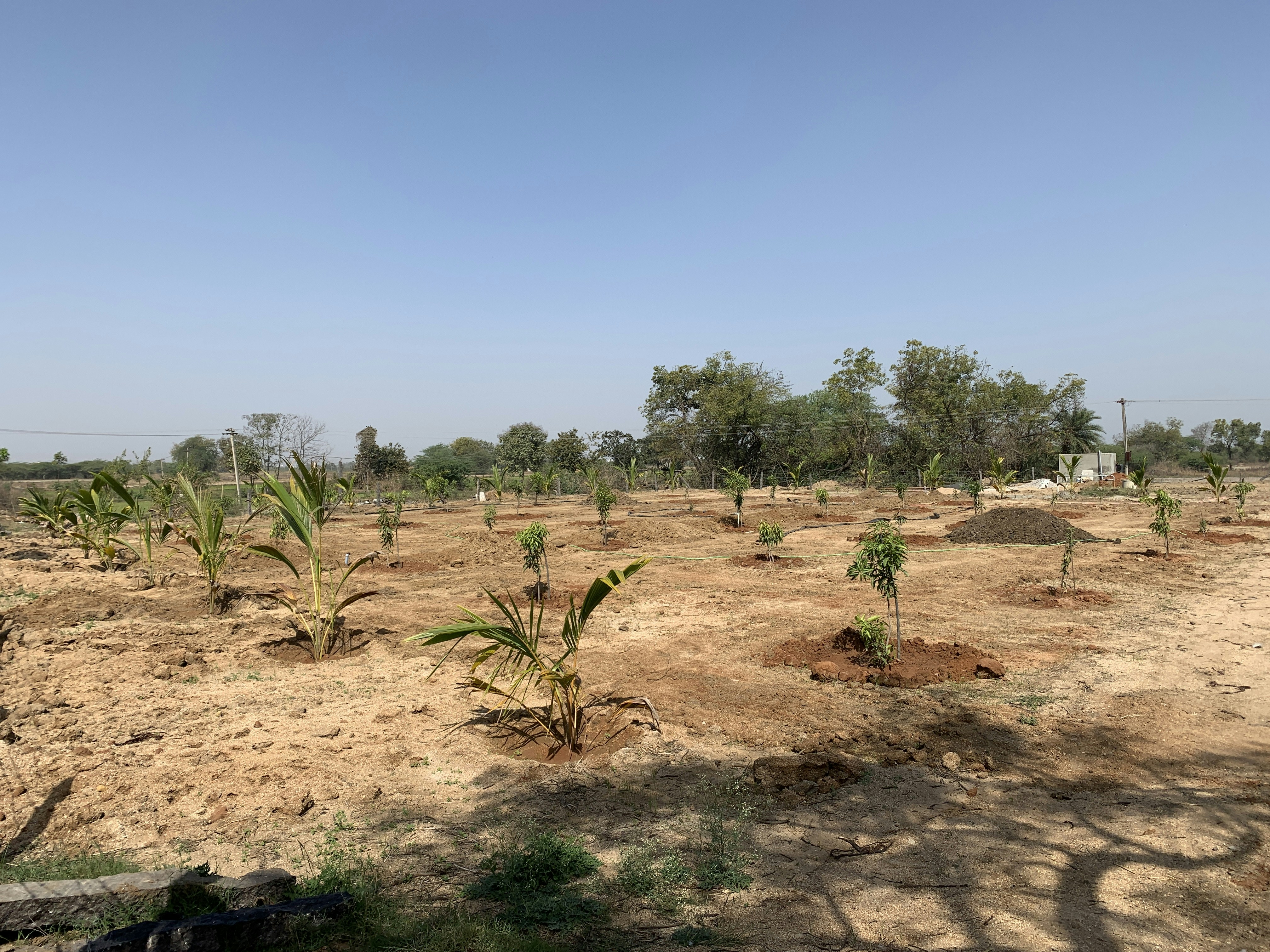 Mangoes, Mandates, and Premium Tears: The Kenyan Cycle of Theft