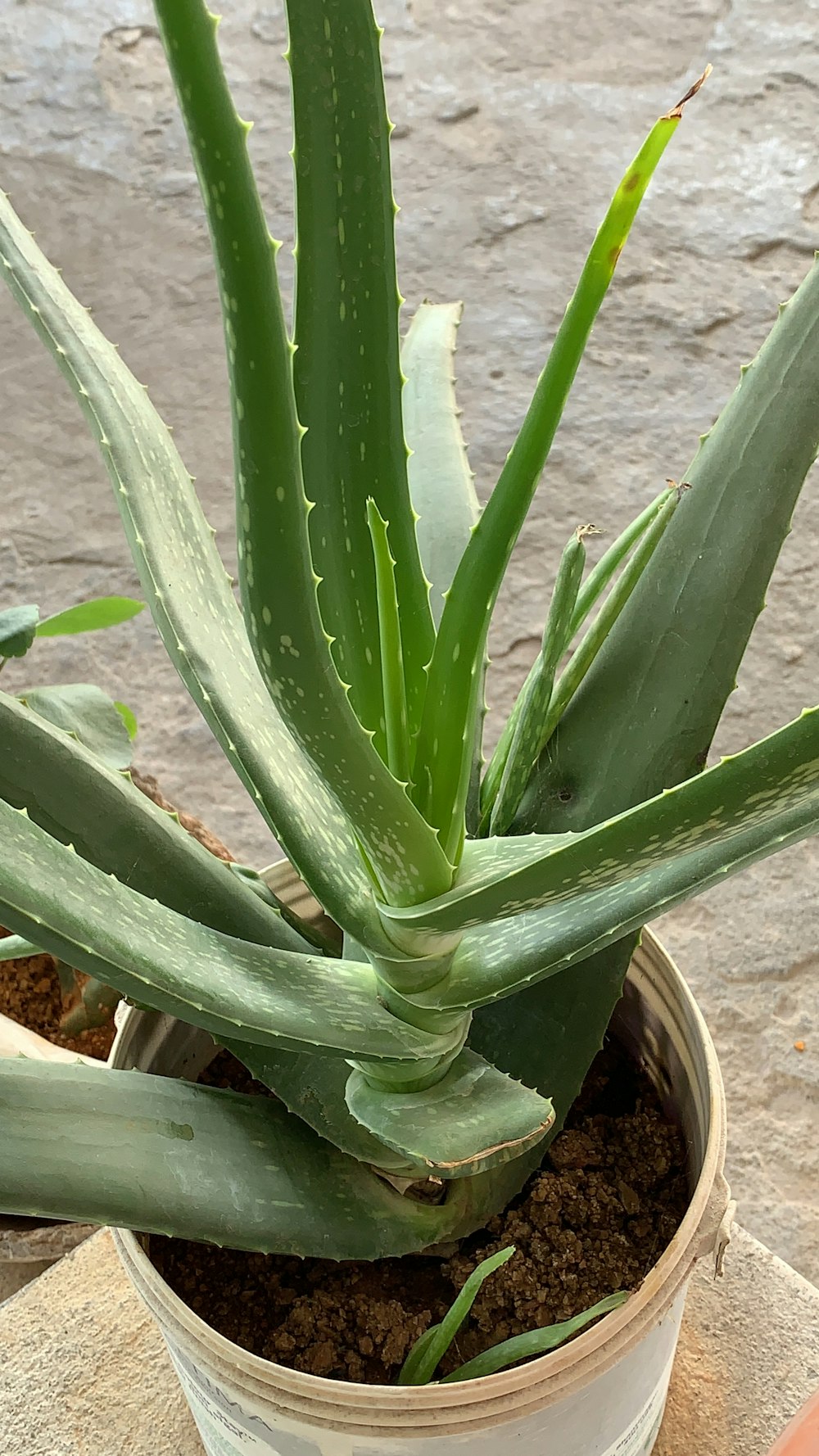 a close up of a plant in a pot