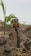 A construction vehicle is digging a long trench in a field, lined with young palm plants. The ground is dry and the vehicle is yellow in color. There are sparse trees and plants in the surrounding area under a clear sky.