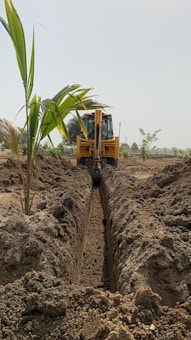 A construction vehicle is digging a long trench in a field, lined with young palm plants. The ground is dry and the vehicle is yellow in color. There are sparse trees and plants in the surrounding area under a clear sky.