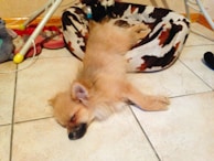 Bo mid-snore, tongue slightly out, sprawled on the living room floor.