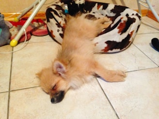 Bo mid-snore, tongue slightly out, sprawled on the living room floor.